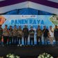 Panen Raya Pepaya California di Ciamis: Buah Sinergi Multipihak, Dongkrak Ekonomi Petani Lokal Menuju Pasar Modern