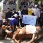 Pemkab Sukabumi Salurkan Tujuh Ekor Sapi Kurban dan Bantuan Sosial dari Laznas Bakrie Amanah