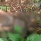 Mayat Tanpa Identitas Membusuk di Hutan Ciambar Sukabumi, Dimakamkan di Lokasi Temuan