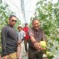 Agrowisata Petik Melon Premium Resmi Hadir di Cisolok, Jadi Momentum Pengembangan Pertanian Terintegrasi
