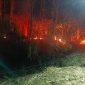Cuaca Panas dan Angin Kencang Picu Kebakaran Satu Hektare Lahan Jati di Bantargadung, Sukabumi