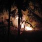 Diduga Ulah Oknum, 700 Meter Persegi Lahan Perhutani di Cidadap Sukabumi Hangus Terbakar