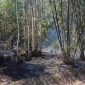 Kebun Bambu Sinarbentang Terbakar Siang Bolong, Tim Gabungan Jinakkan Api