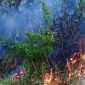 Ulah Anak-Anak Bermain Petasan Picu Kebakaran Lahan di Cidadap Sukabumi