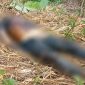 Jasad Perempuan Tanpa Identitas Ditemukan Membusuk di Perkebunan Jati Ciemas Sukabumi